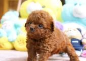 TOY POODLE YAVRULARIM